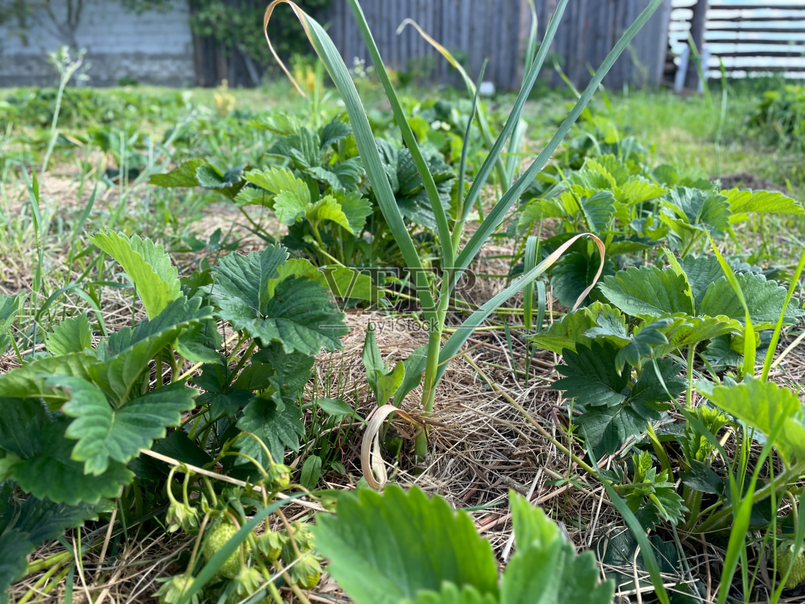 洋葱和草莓花园床照片摄影图片