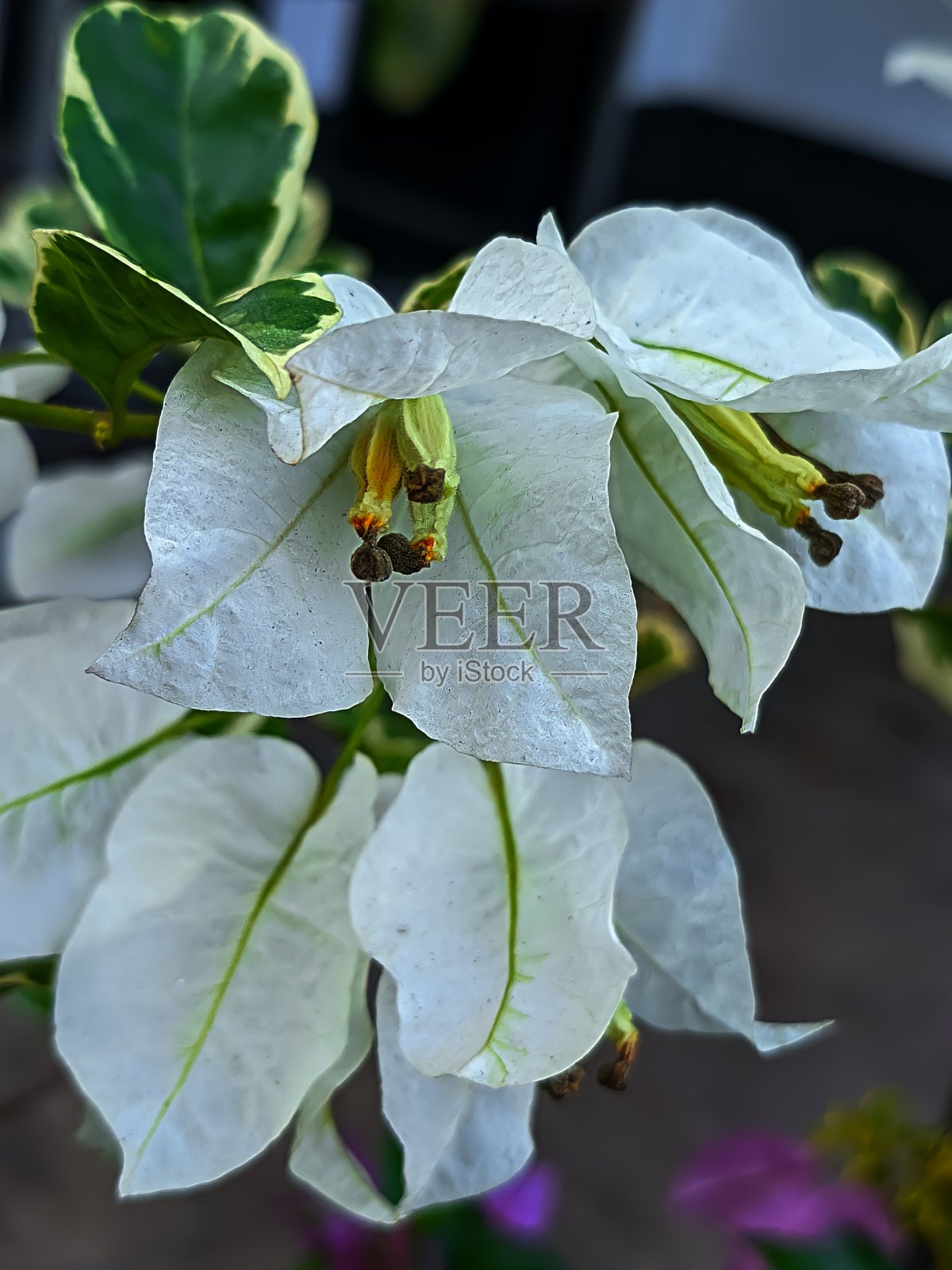 自然照片摄影图片