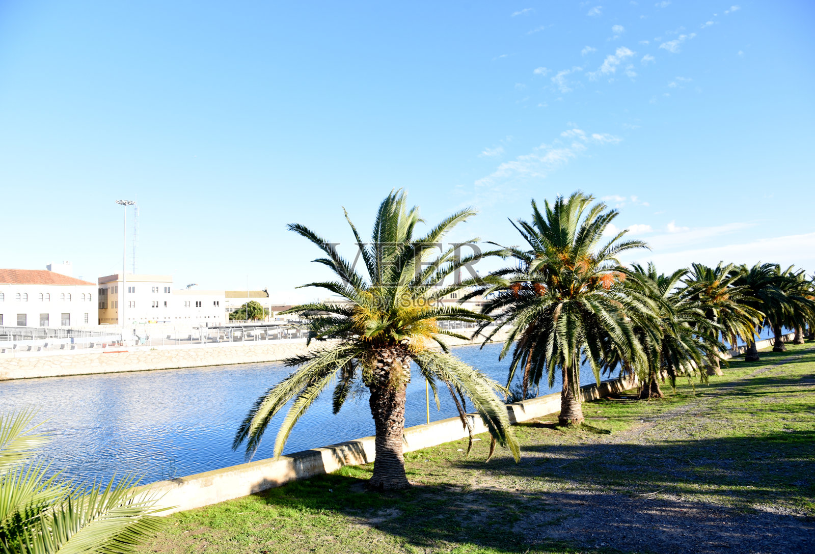 巴伦西亚港口附近的图里亚河(Playa de Pinedo)附近的棕榈树。照片摄影图片