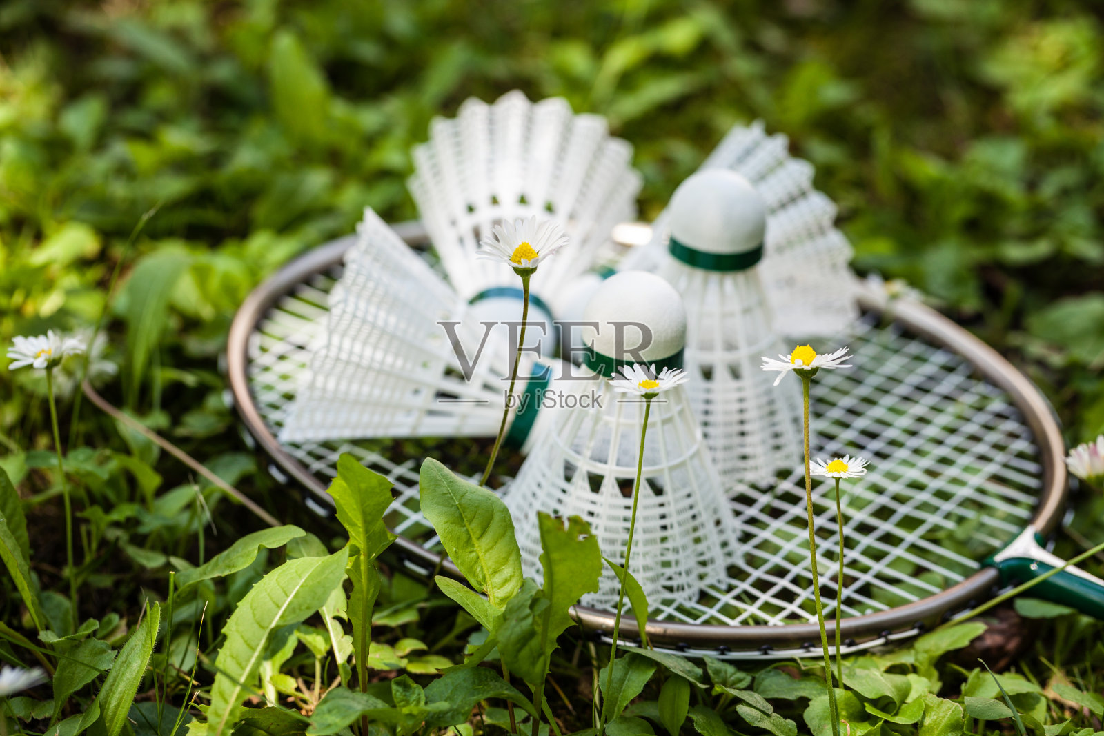 草地上的羽毛球拍和羽毛球照片摄影图片