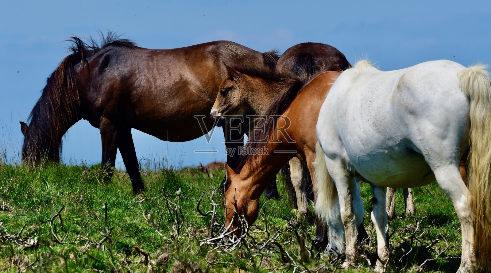 野马照片摄影图片