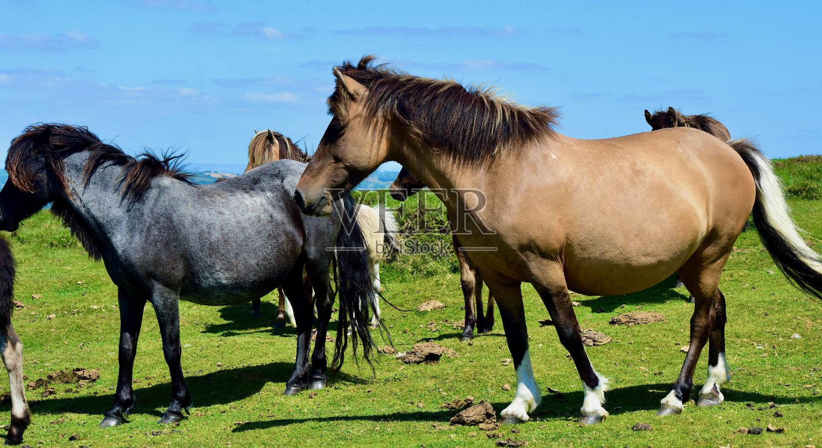 野马照片摄影图片