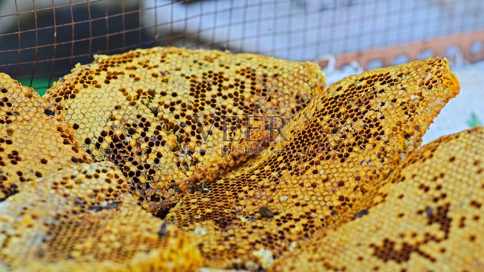 蜂窝照片摄影图片