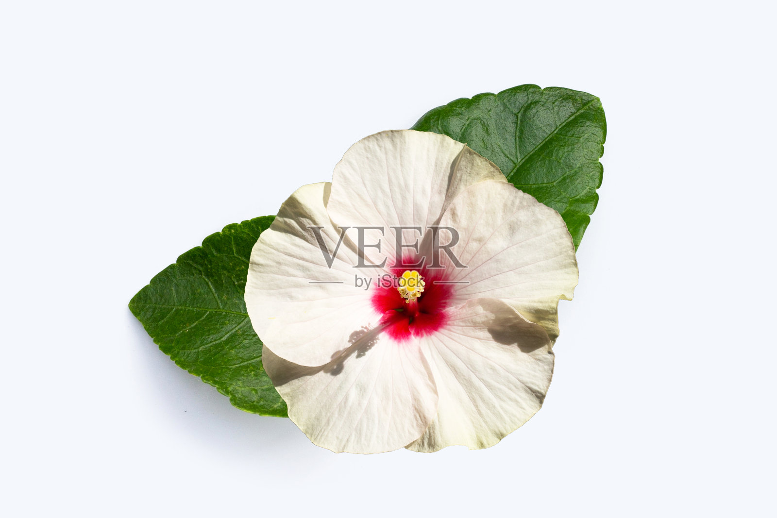 芙蓉花，白底带叶。照片摄影图片