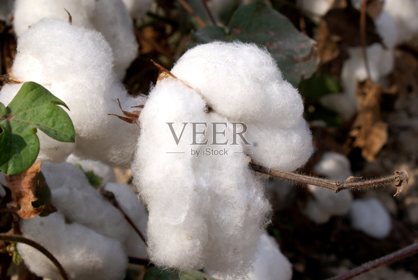 棉花照片摄影图片