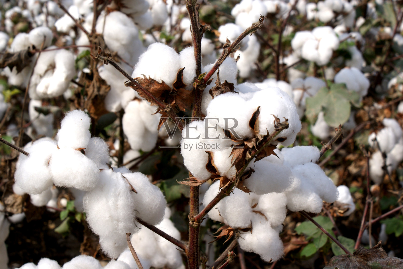 棉花照片摄影图片