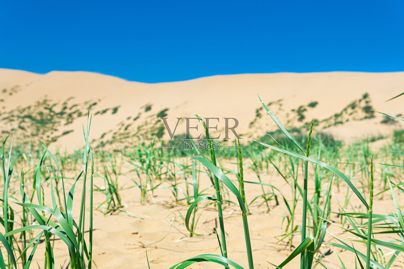 在沙漠中，雨后的沙子中生长着野生谷类草的茎照片摄影图片
