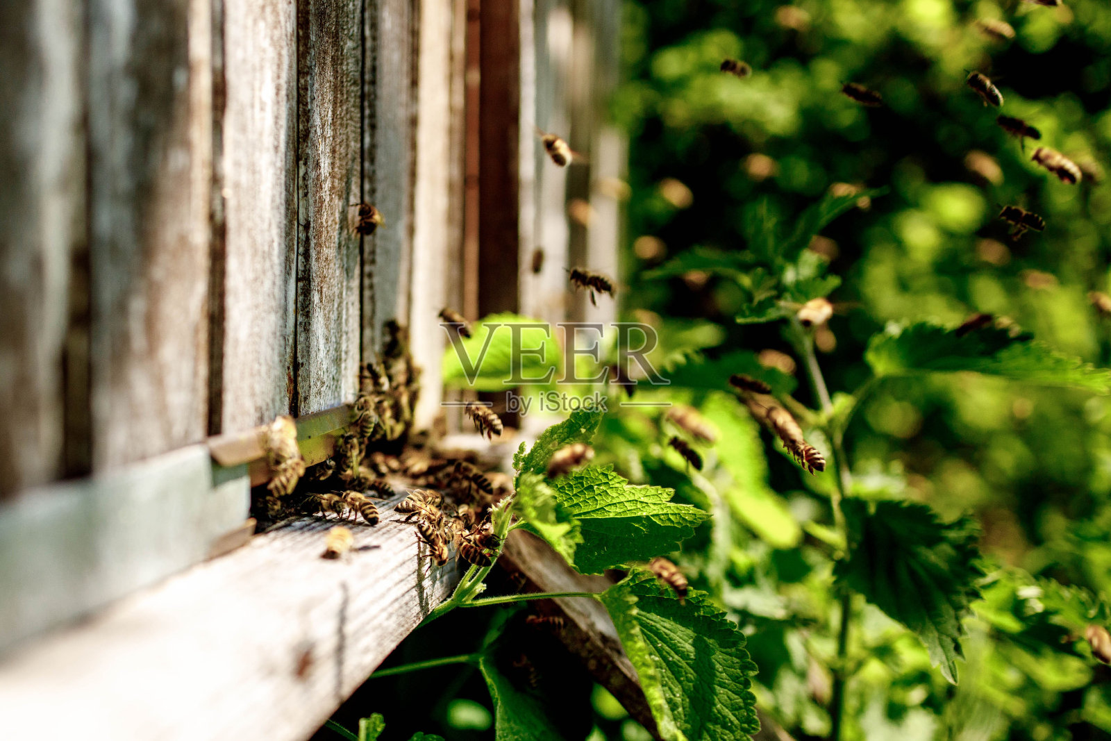 蜜蜂在木蜂巢附近飞行。工蜂。养蜂。照片摄影图片