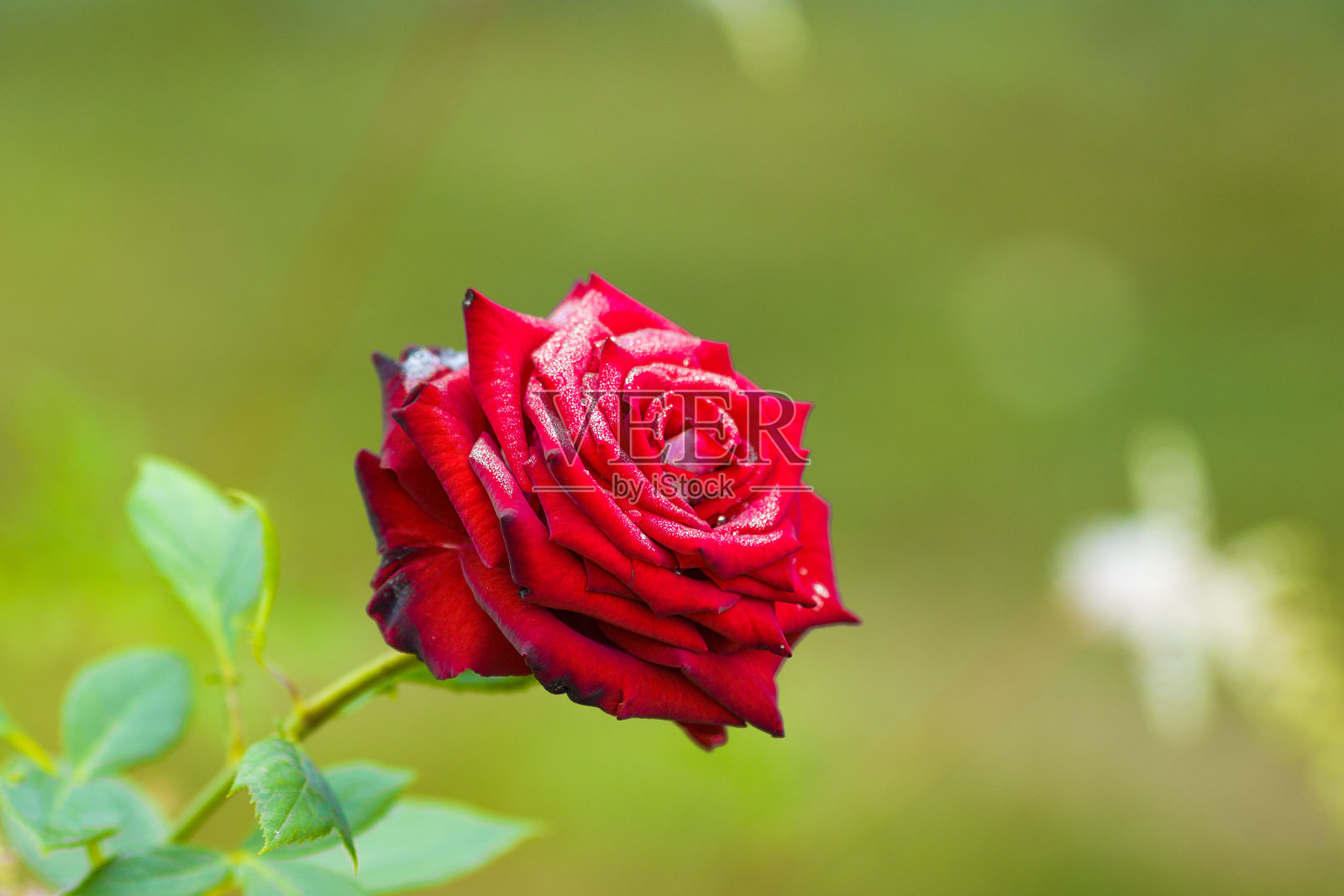 红玫瑰照片摄影图片