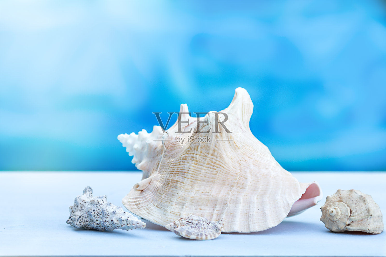 海滩上的贝壳照片摄影图片