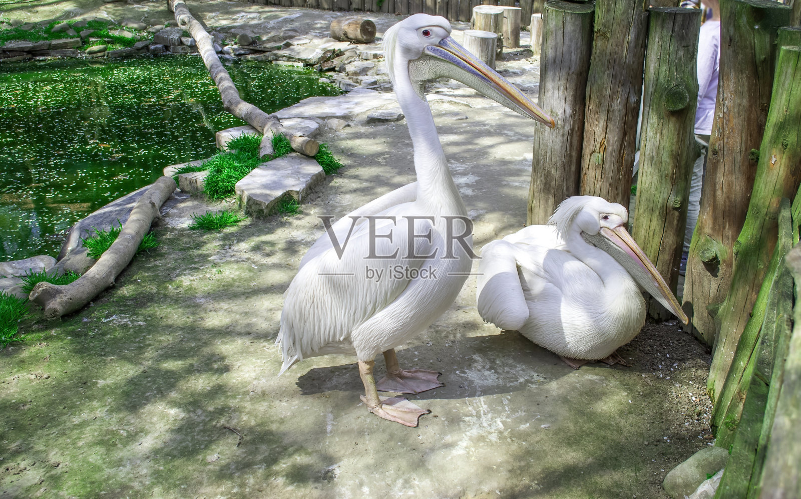 两只白鹈鹕站在夏季公园的池塘边，侧视图照片摄影图片