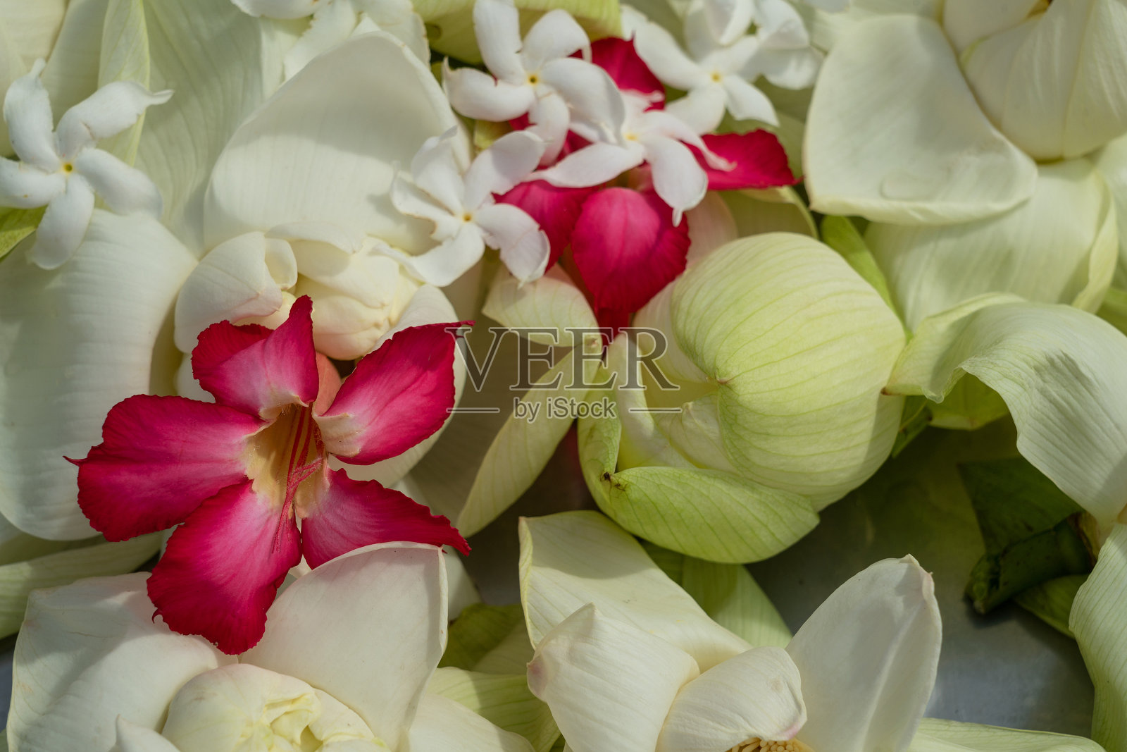 亚洲莲花天然开有白色和粉红色的花照片摄影图片