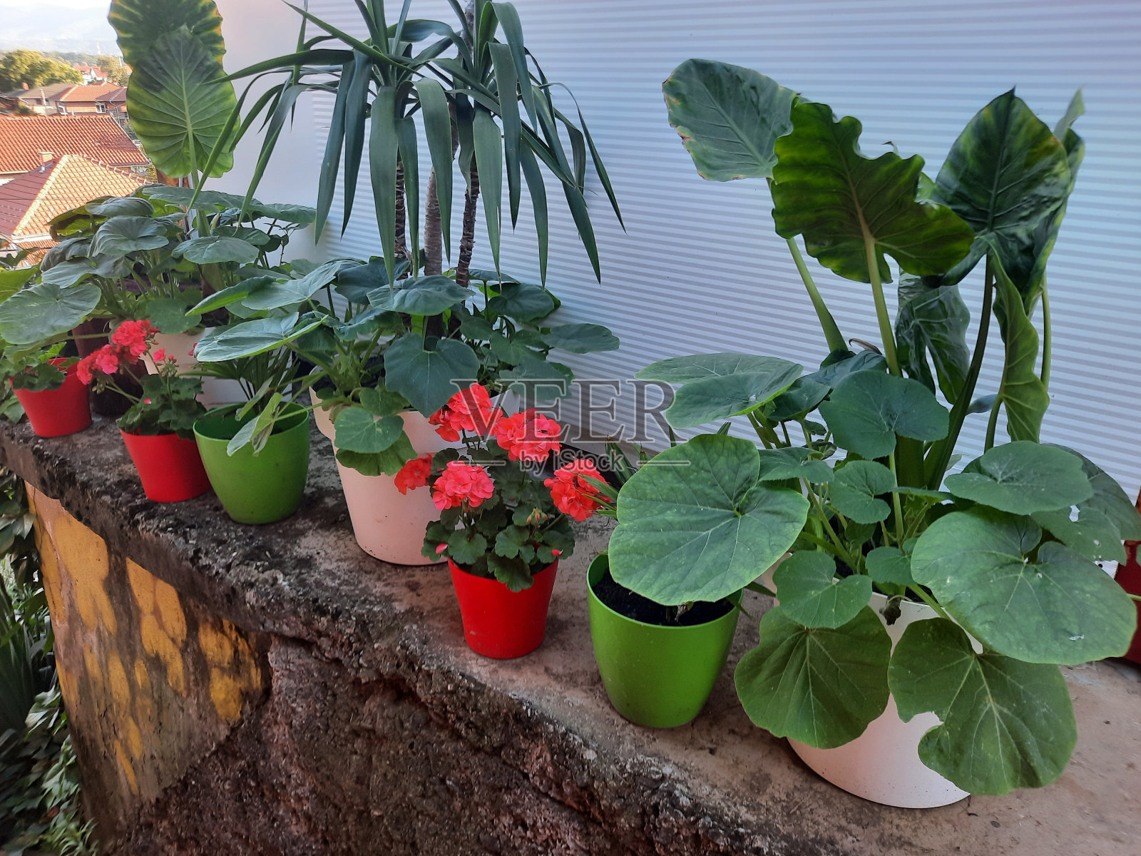 花照片摄影图片