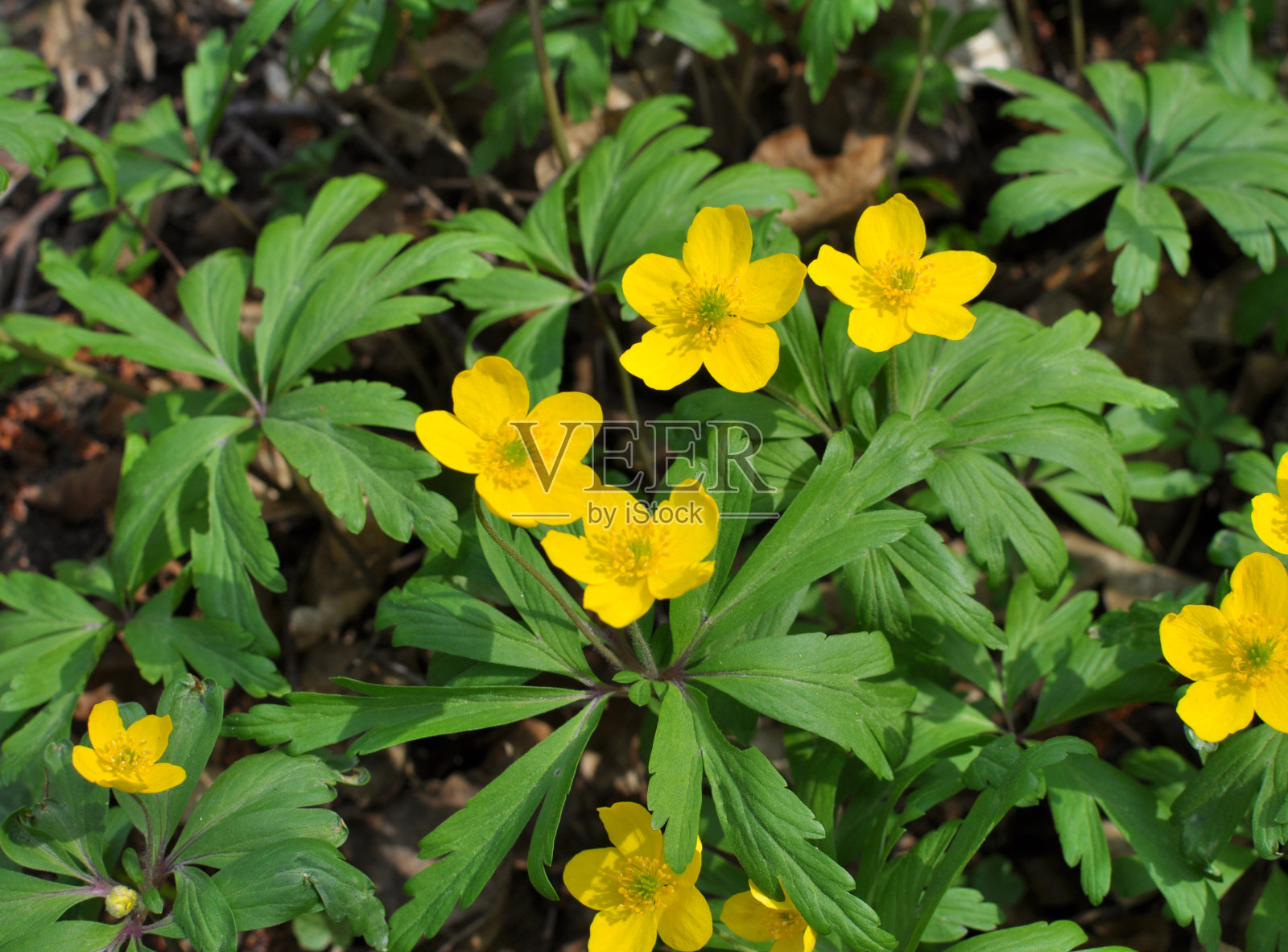 春天在森林里盛开了海葵黄(anemone ranunculoides)。照片摄影图片