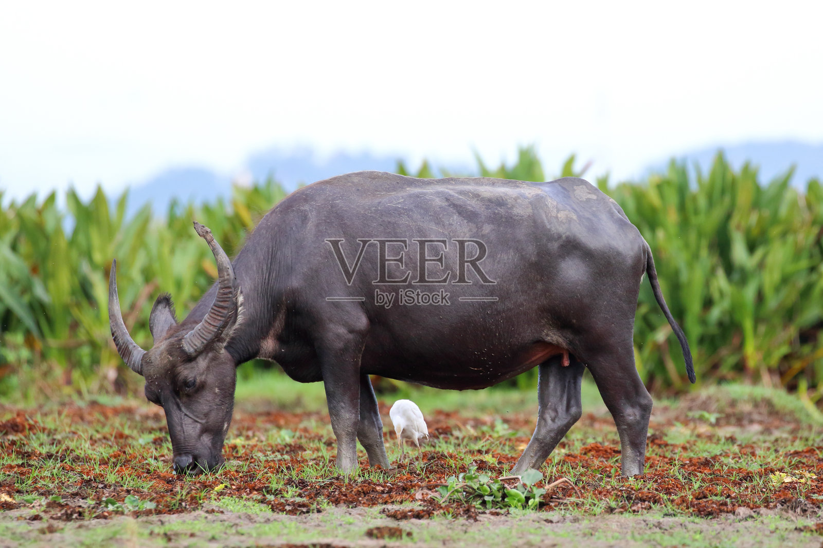 水牛照片摄影图片