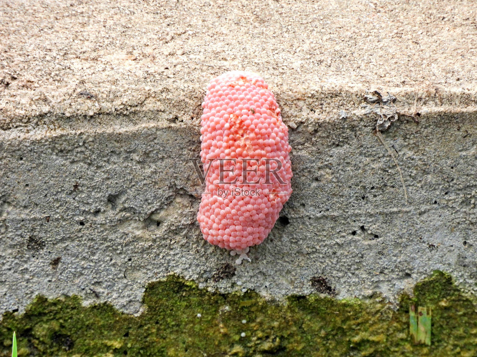 在岩石上的苹果蜗牛蛋照片摄影图片