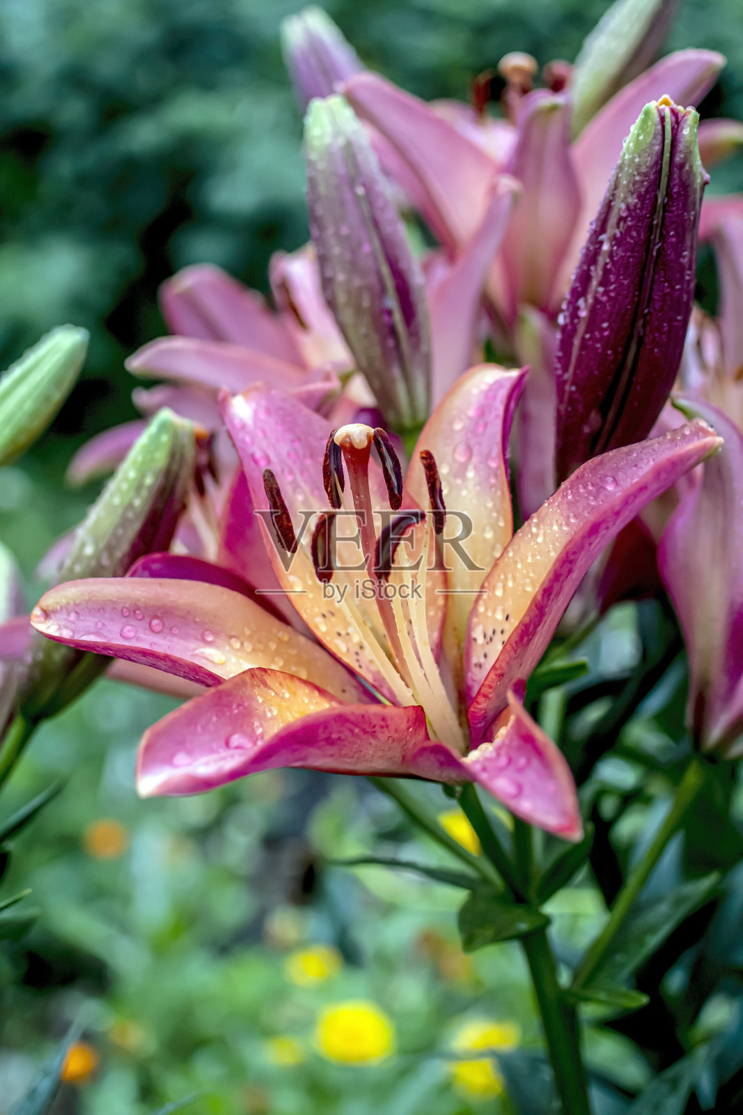 ，娇嫩明亮的丁香百合与雨滴宏照片摄影图片