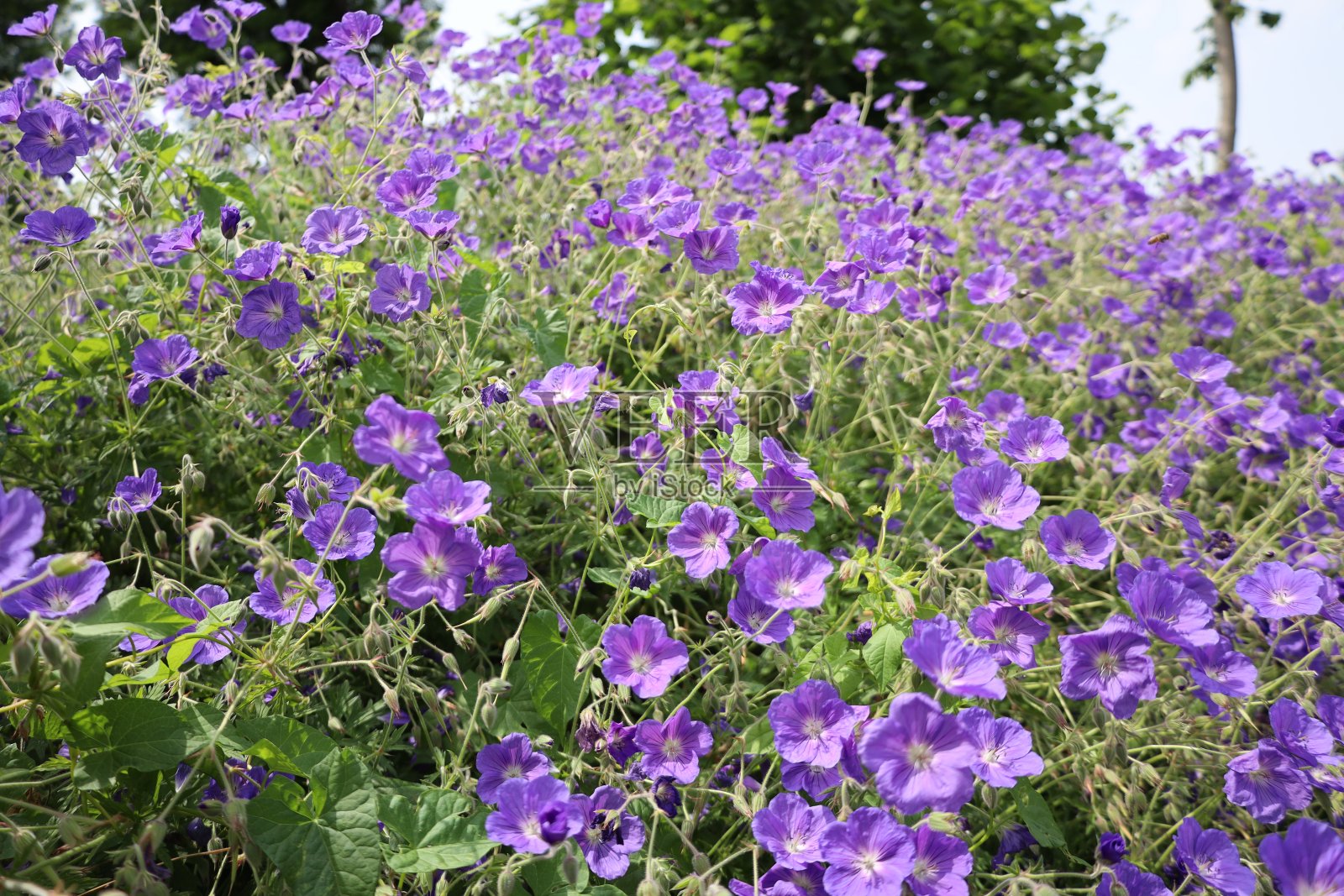 玫瑰园的紫色天竺葵花坛照片摄影图片