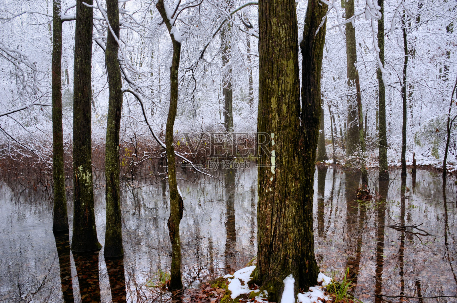 严酷的森林里被雪覆盖的树木照片摄影图片
