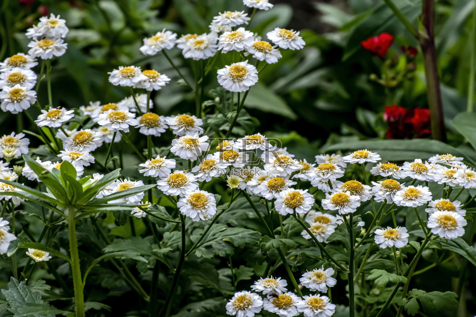花园里亮白色的小雏菊照片摄影图片