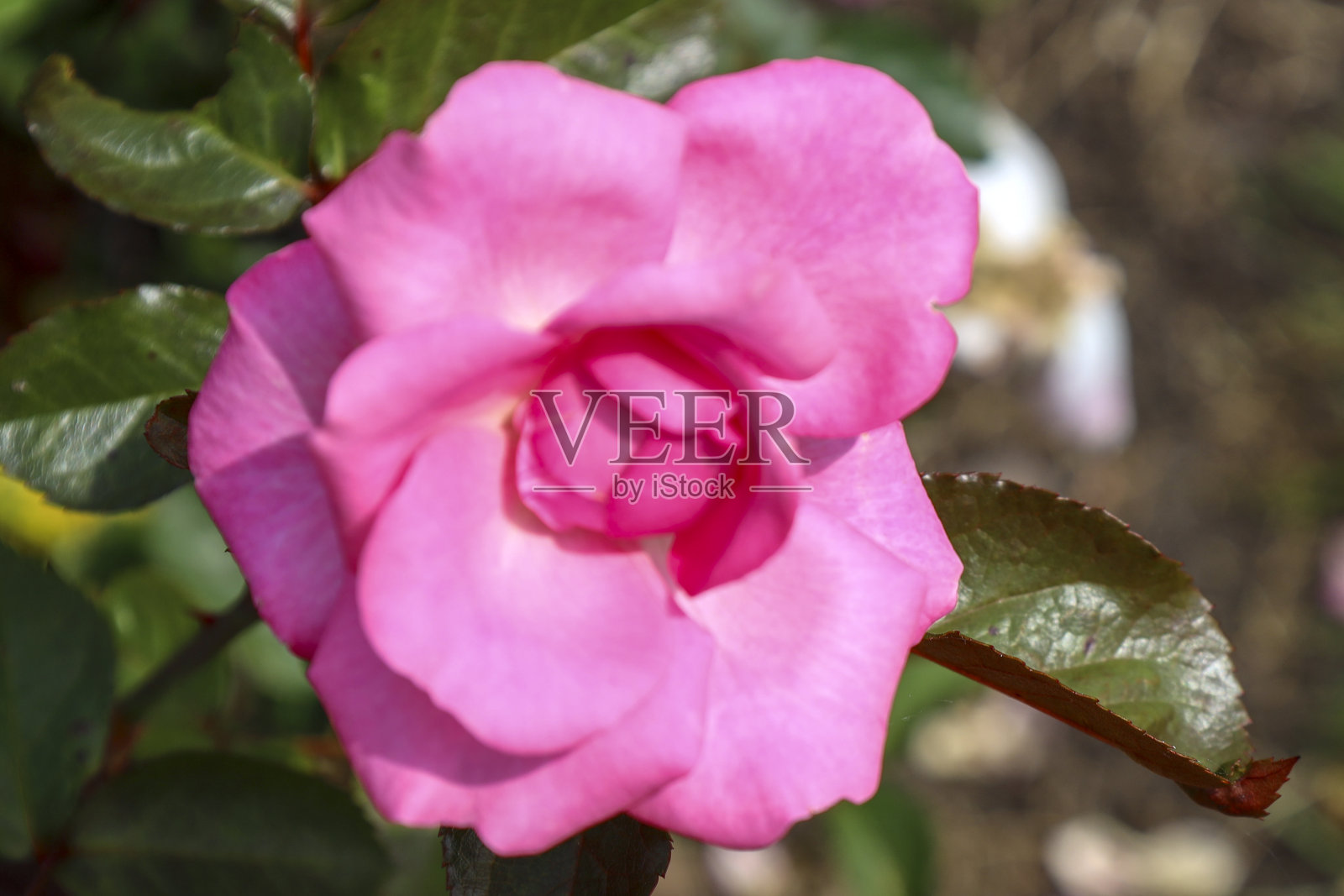 “伊莱莎”玫瑰花冠在Guldemondplantsoen Rosarium Boskoop照片摄影图片