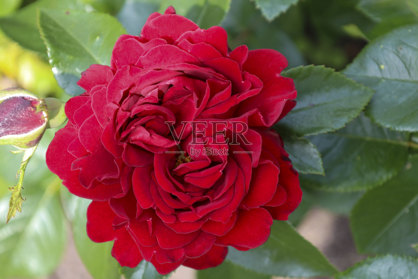 “Jugendliebe”玫瑰花头在Guldemondplantsoen Rosarium Boskoop照片摄影图片