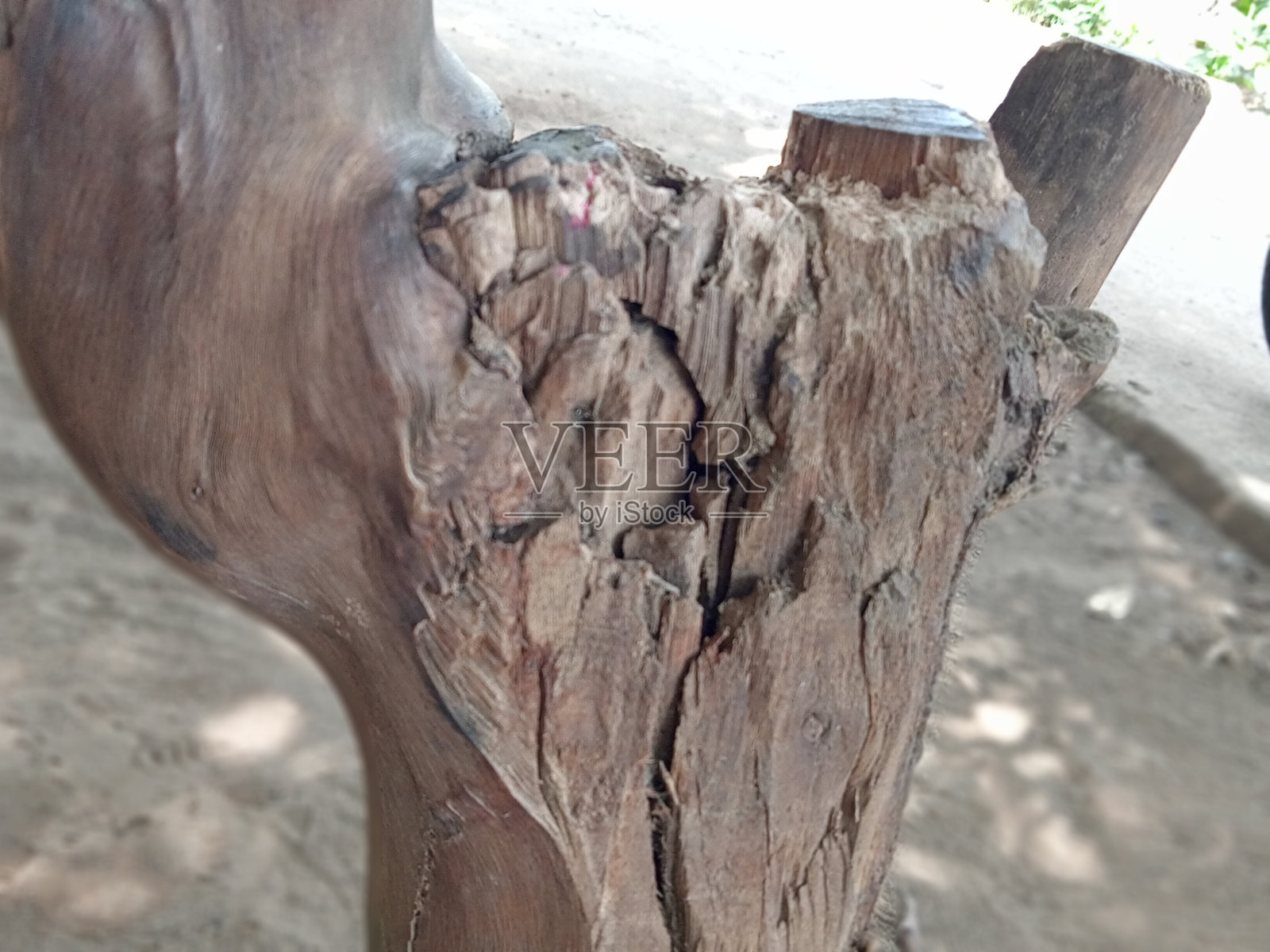 枯木照片摄影图片