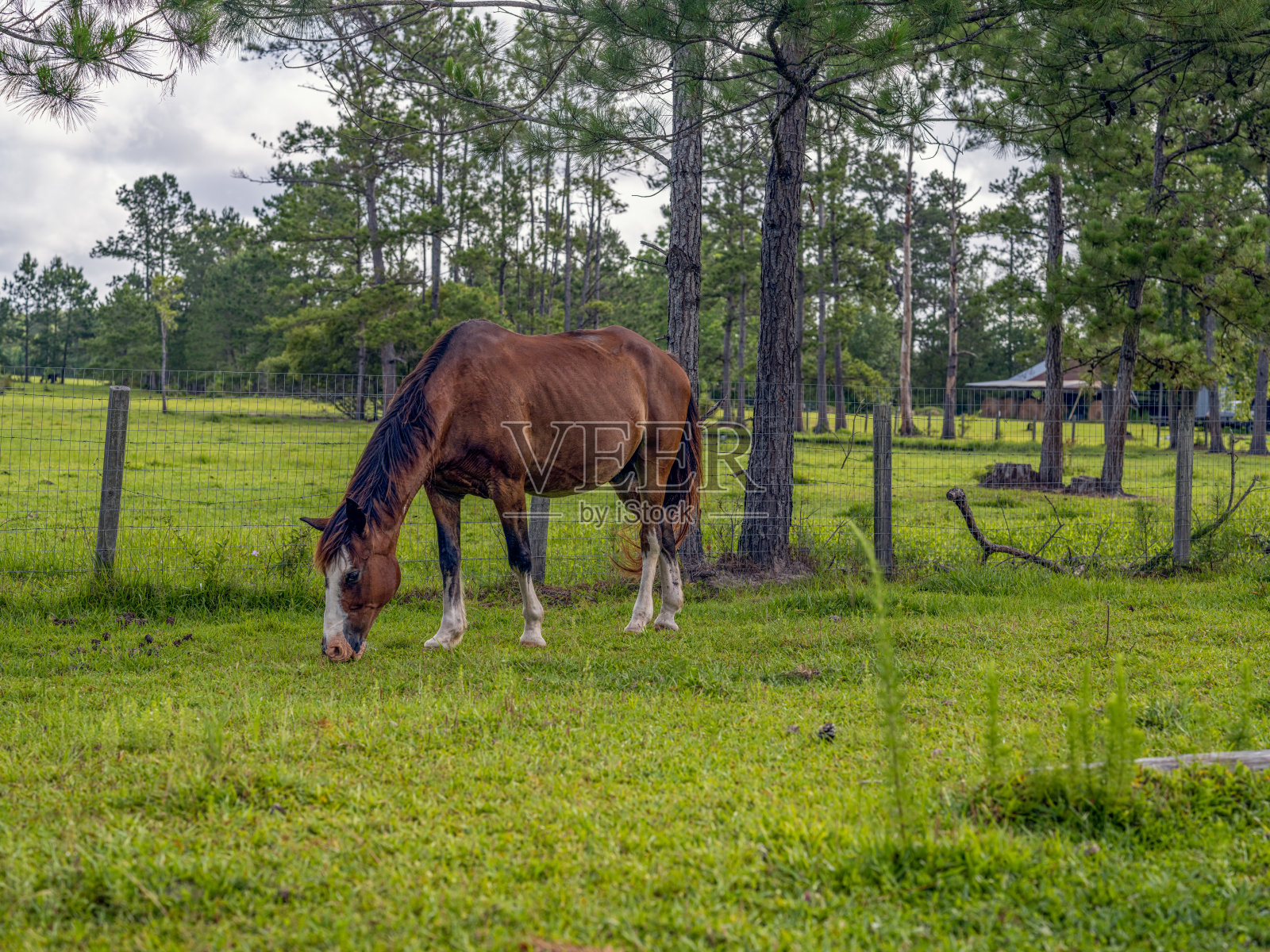 在牧场吃草的马照片摄影图片