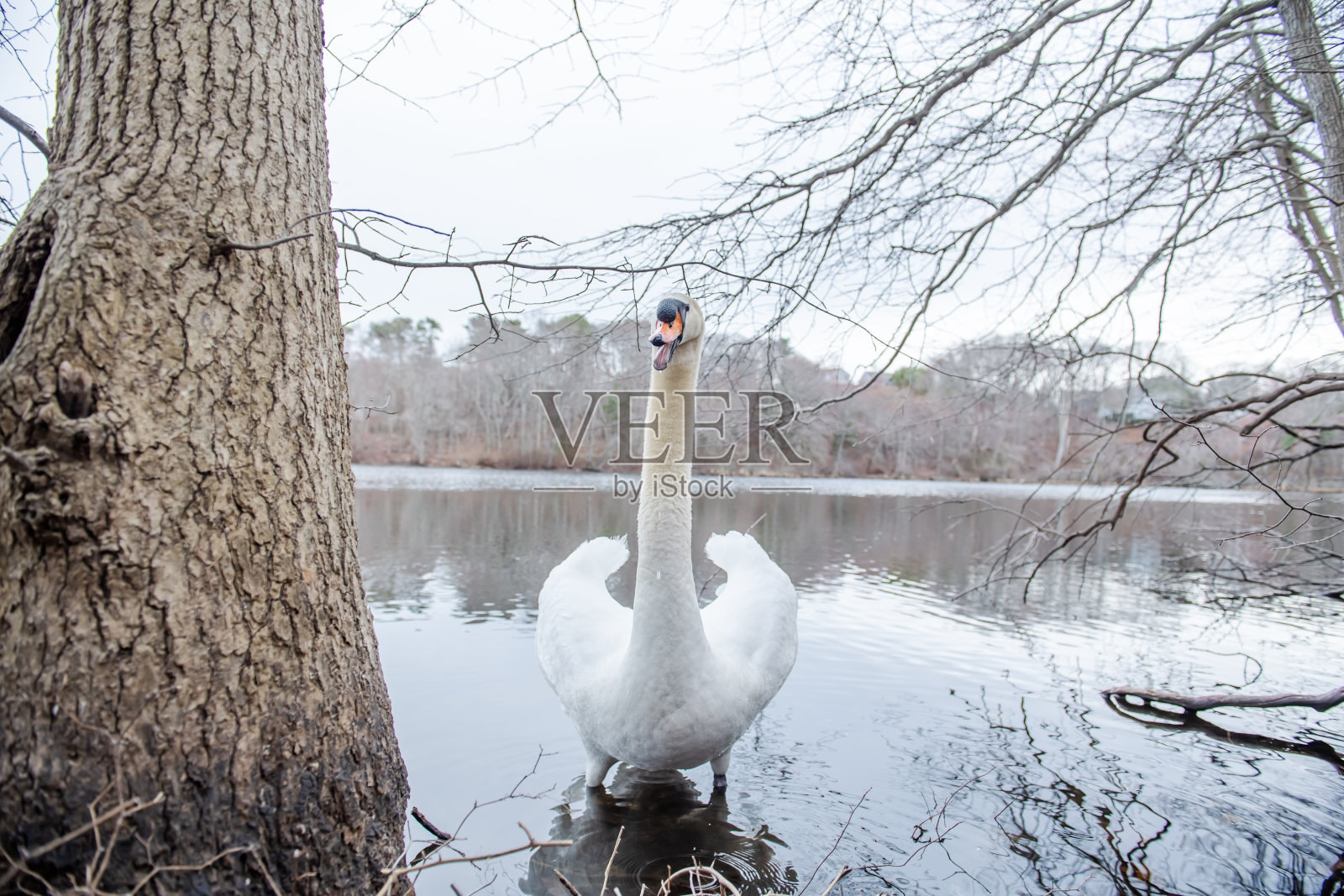友好可爱的雄性哑巴天鹅在水中照片摄影图片