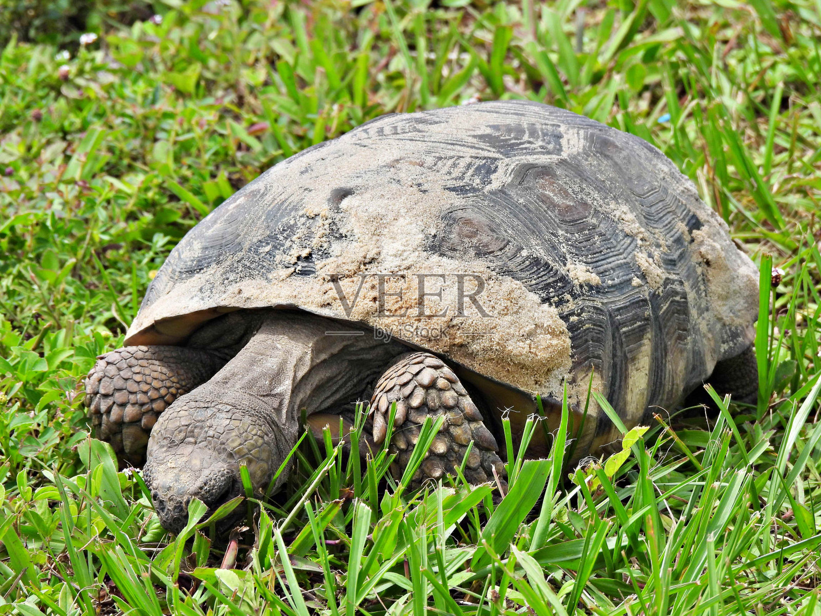 地鼠龟(Gopherus polyphemus) -在草丛中觅食的小乌龟照片摄影图片
