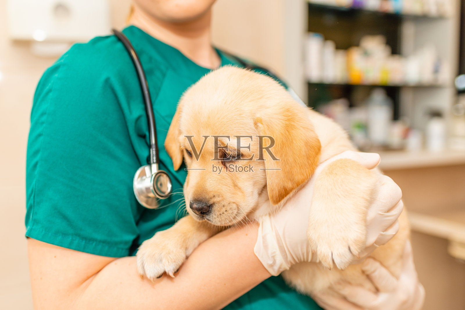 可爱的拉布拉多小狗狗舒服地坐在兽医保健专业女医生的怀里。准备接种第一种疫苗特写照片摄影图片