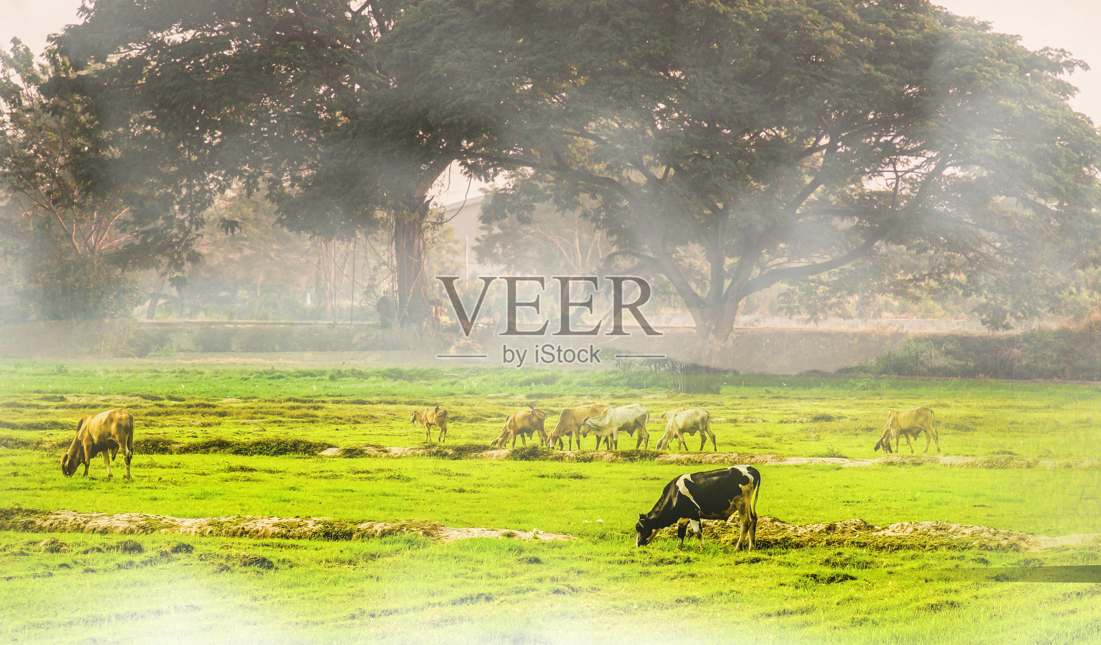 奶牛在草地上吃草，以景观自然为背景的农田概念照片摄影图片