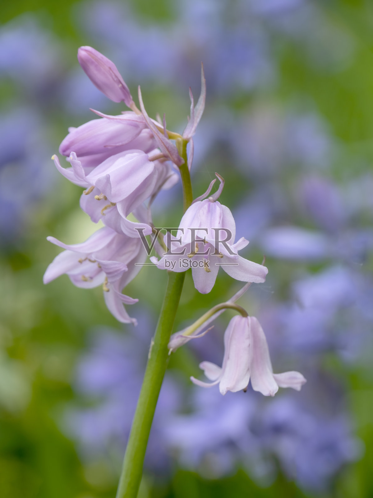 英国风信子特写，显示雄蕊具有狭窄的景深。Hyacinthoides non-scripta。照片摄影图片
