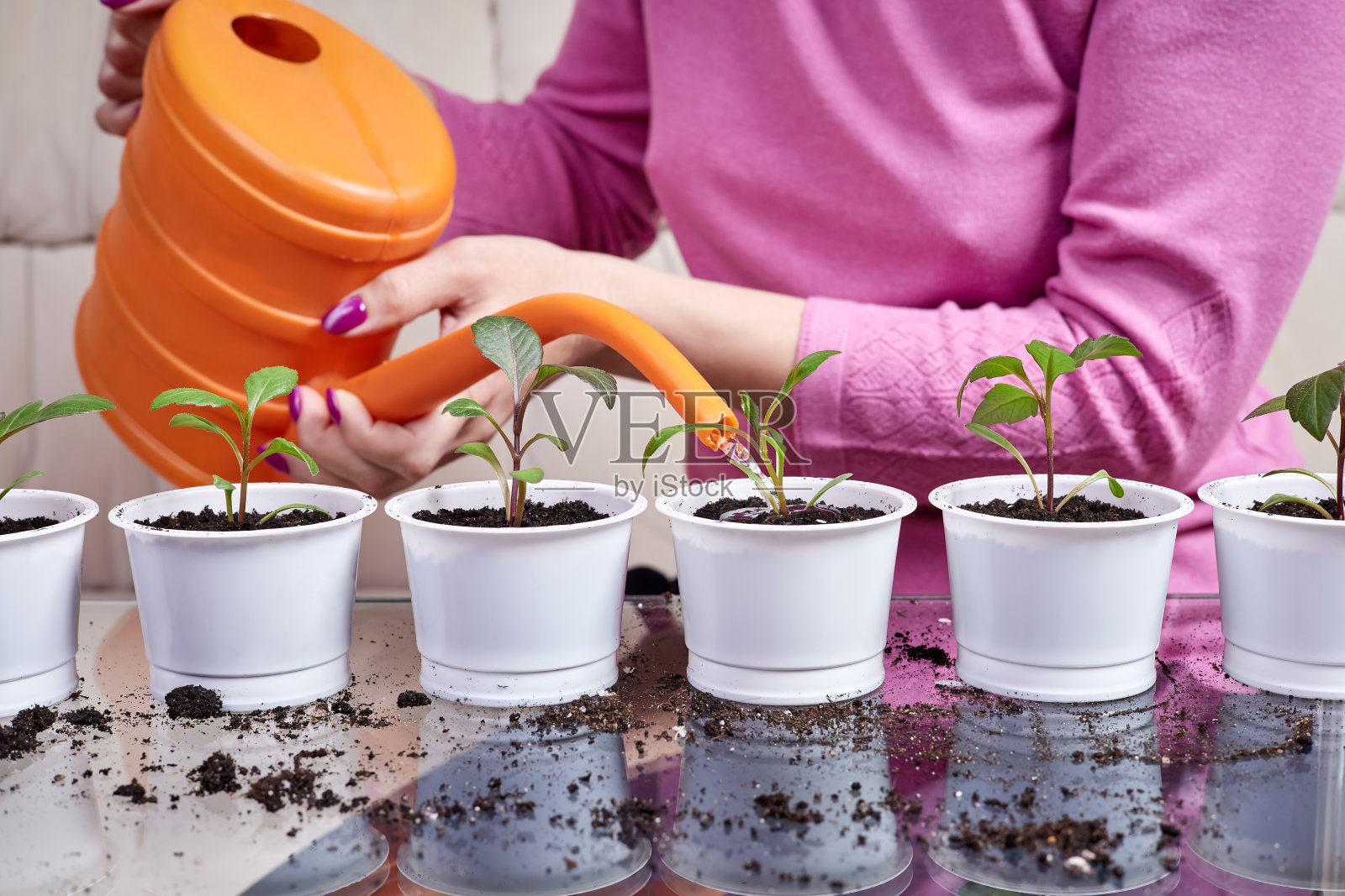 特写:一个女人正在用喷壶浇灌新移植的植物照片摄影图片