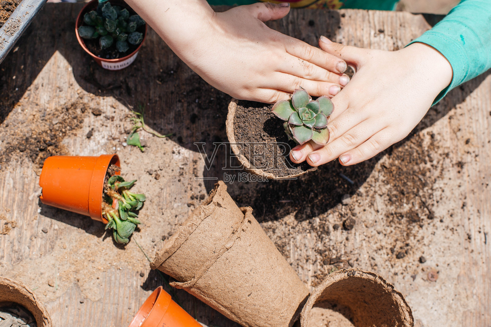 孩子在花园里种植多汁的花。在大自然中种植植物照片摄影图片