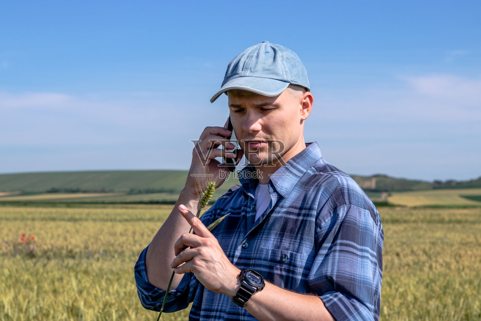 农民站在麦田里估算产量。照片摄影图片