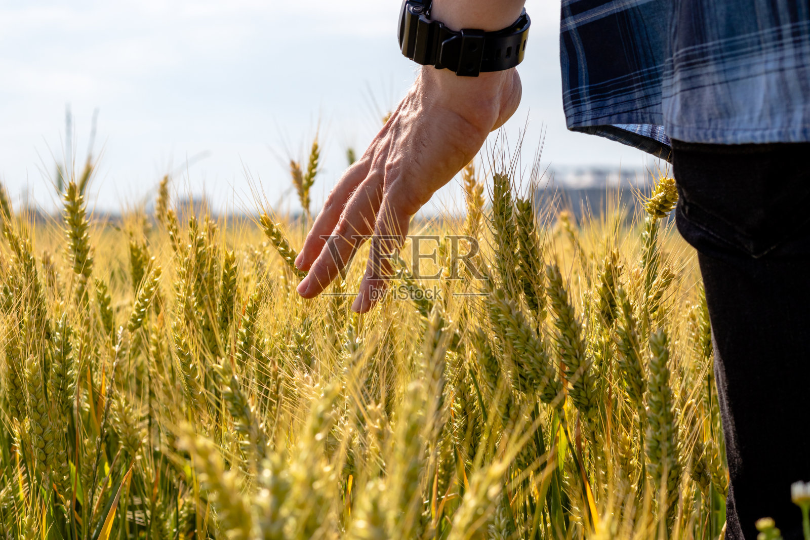 初夏，农夫的手触摸着麦穗。照片摄影图片