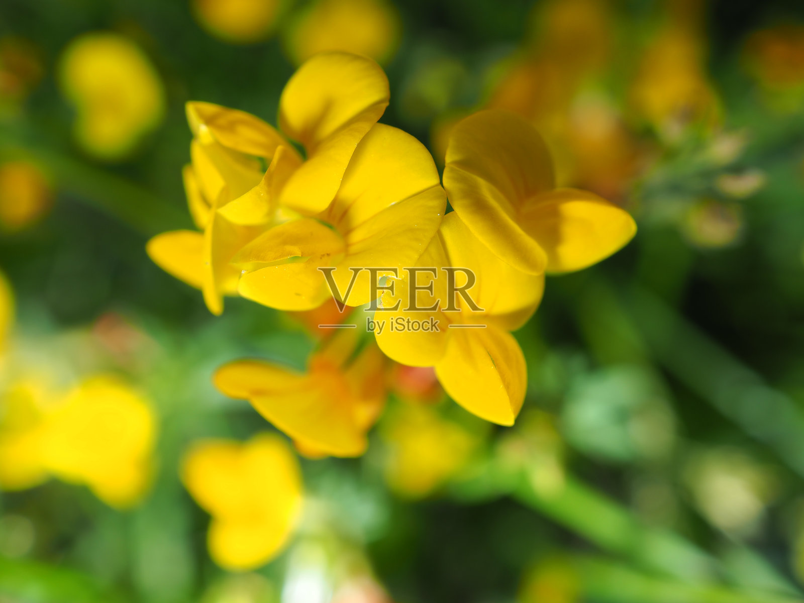 自然背景与微距摄影照片摄影图片