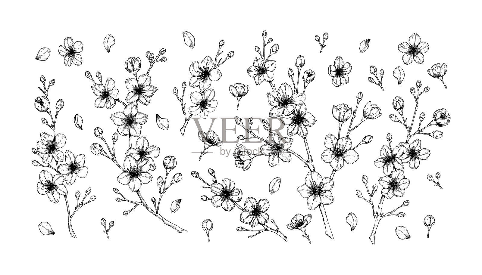 素描风格的春季樱花大套插画图片素材