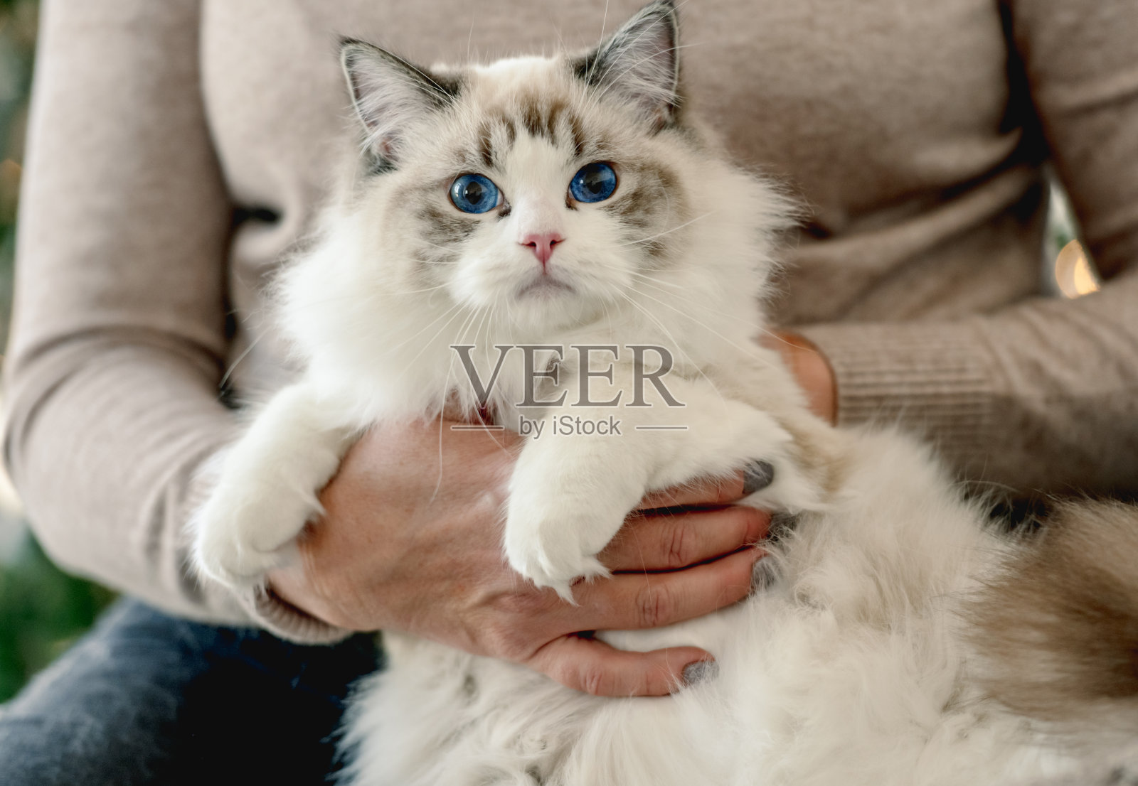 女孩和布娃娃猫在圣诞节照片摄影图片