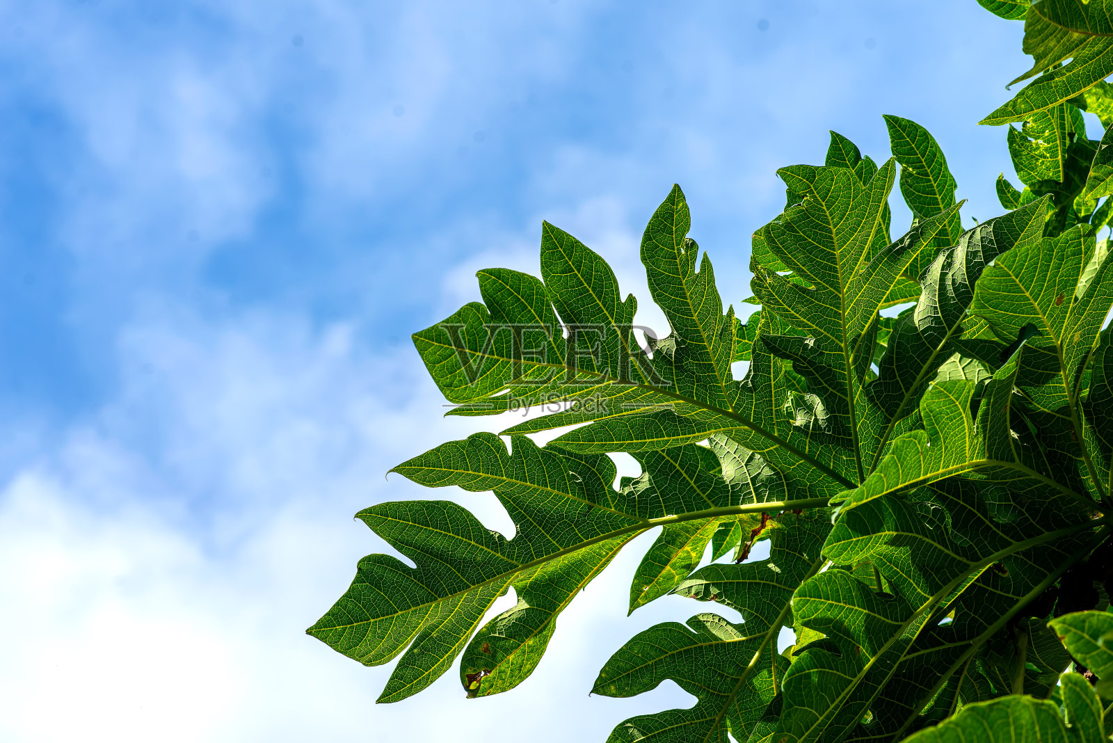 绿色植物。照片摄影图片
