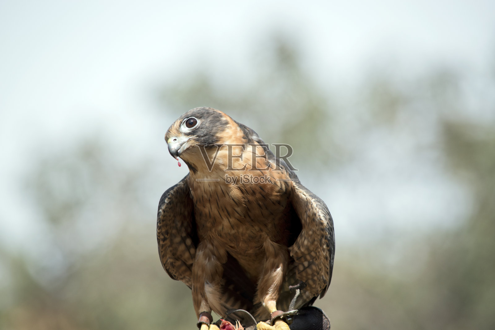 澳大利亚的爱好猎鹰正在吃肉照片摄影图片