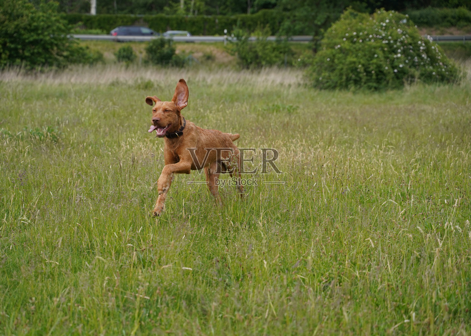 14个月大的马扎尔·维兹拉和一只名叫奥斯卡的雄性狗狗正在草地上玩耍。照片摄影图片