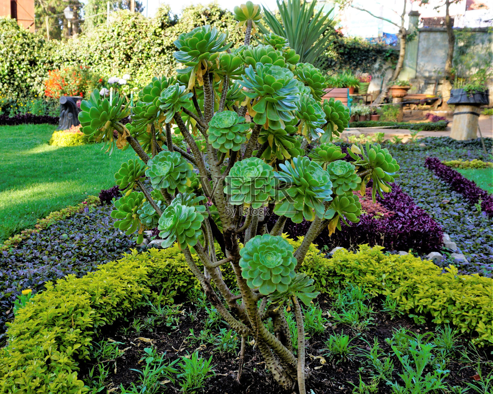 美丽的Aeonium arboreum也被称为树Aeonium, aeenium，爱尔兰玫瑰，houseleek或黑王子的特写。照片摄影图片