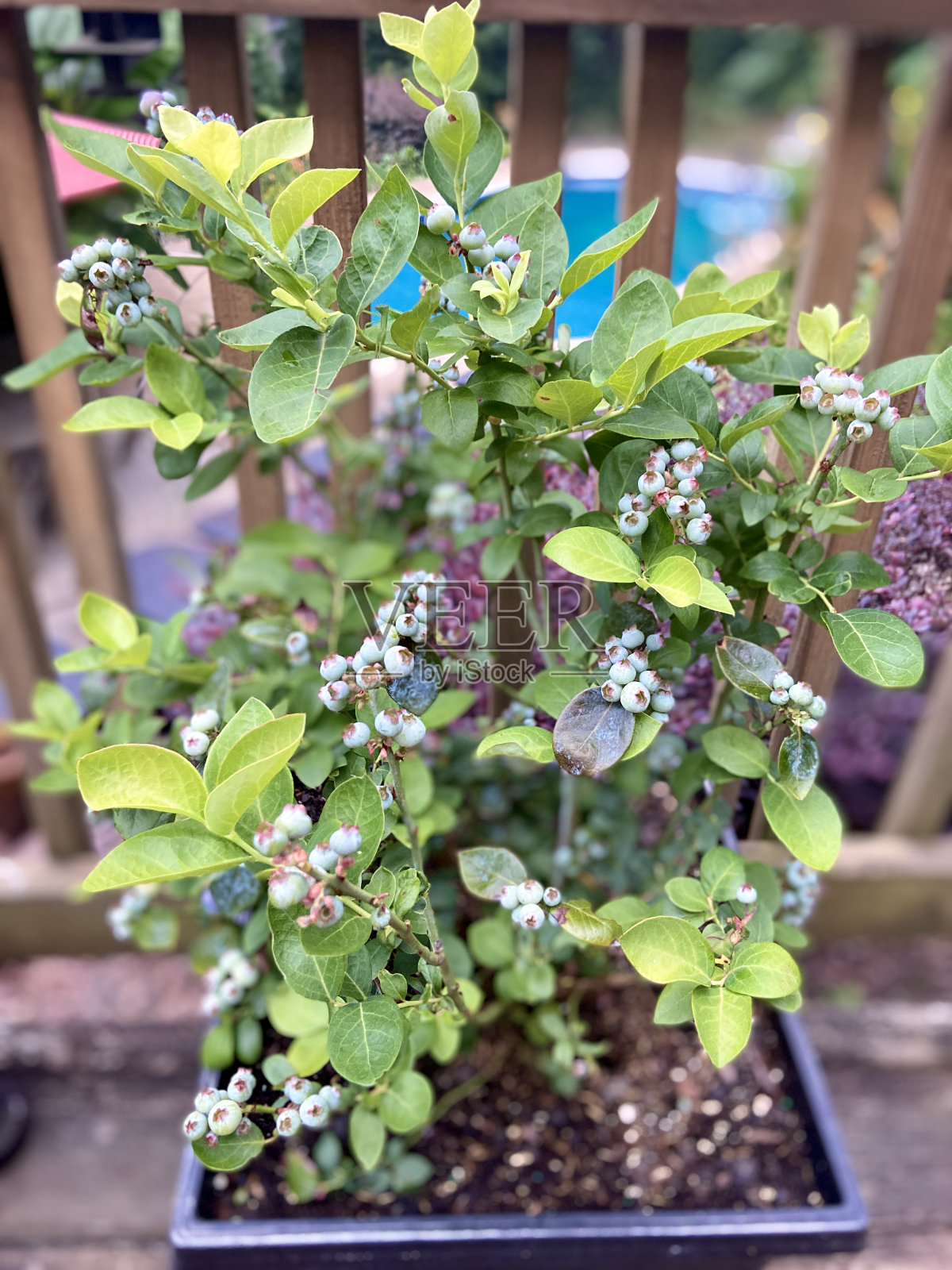 室外露天平台上的盆栽蓝莓和成熟的蓝莓照片摄影图片