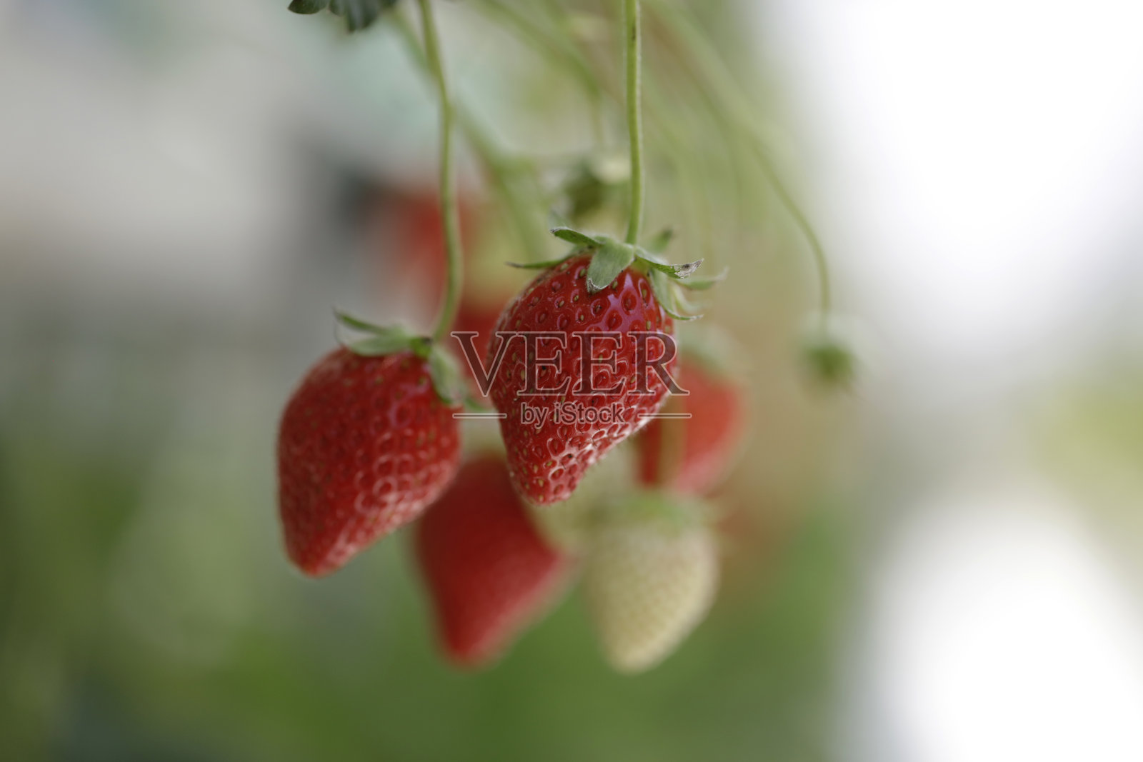 花园里的草莓照片摄影图片