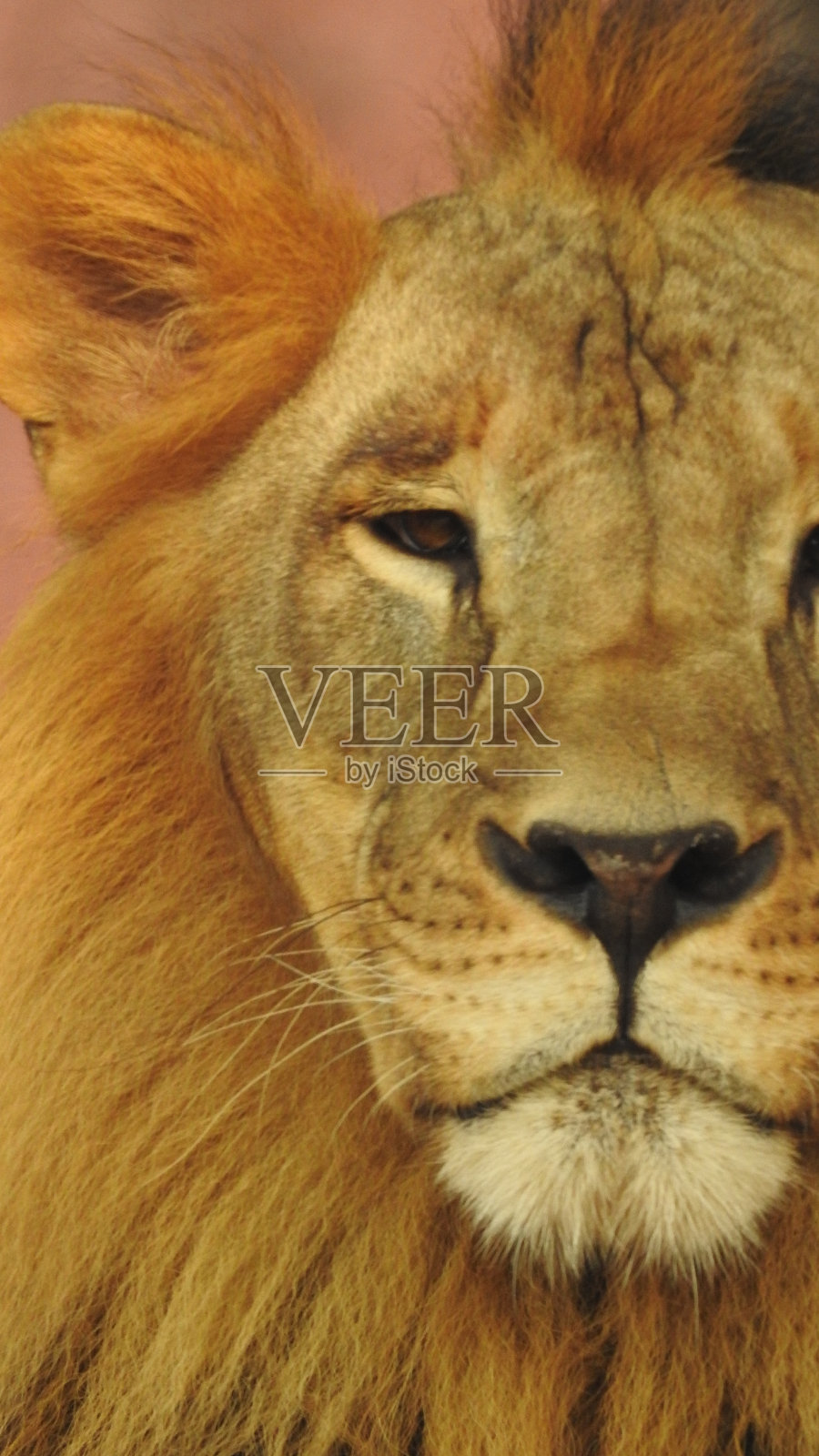 狮子和母狮子躺在地上互相玩耍。近距离看与树木和绿叶在大自然的背景母狮。狮子和母狮子躺在地上互相玩耍。后面有树和绿叶的母狮的特写照片摄影图片