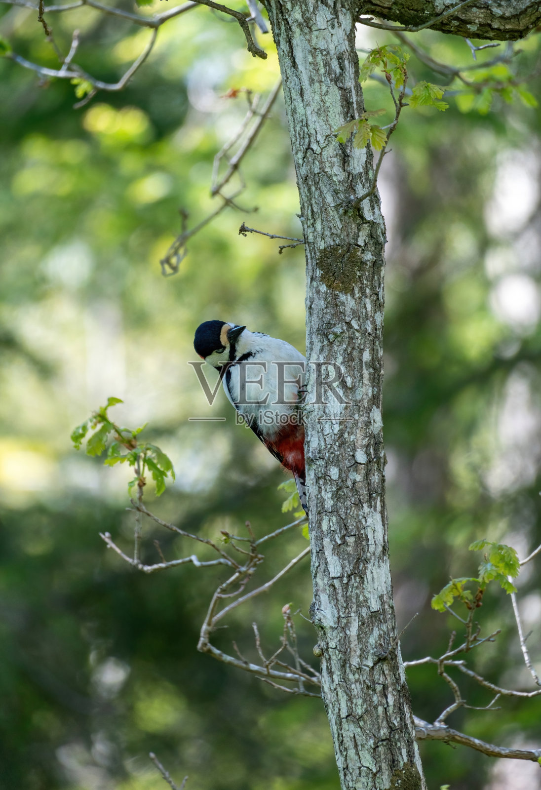 啄木鸟照片摄影图片