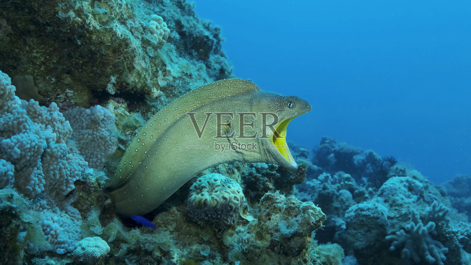 特写：黄口裸胸鳝从藏身处探出头，红海，埃及照片摄影图片