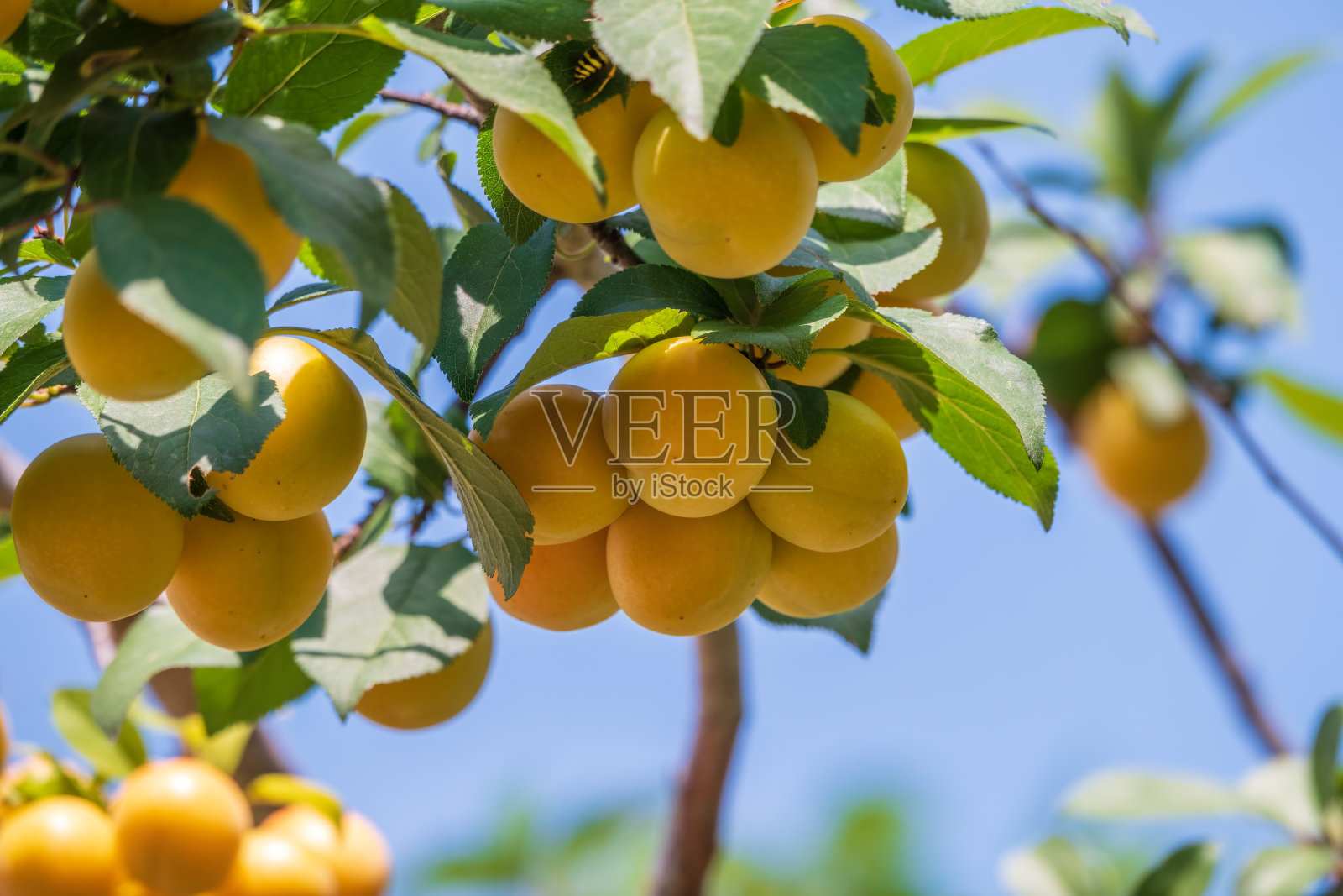 晴朗的夏日，花园里的树上结满了杏子。有机水果。健康食品。成熟的杏子。照片摄影图片